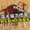 遊蕩犬貓怎麼管《上》：遊蕩犬貓對野生動物造成哪些衝擊？(公視我們的島第1207集 2023-06-05)