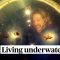 WATCH: Florida professor breaks record living underwater