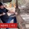 澳大利亞動物園遊客遭袋鼠追趕 － BBC News 中文