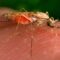 First cases of malaria transmitted in U.S. in decades prompt concerns