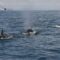 Group of orcas attack and sink vessels off Iberian Peninsula