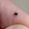 What you need to know to stay safe from ticks and Lyme disease this summer