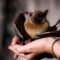Why rising interactions between bats and humans pose major global health risks