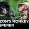 Protecting rescued monkeys in the Peruvian Amazon | Witness Documentary