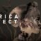 African stories by African filmmakers | Africa Direct