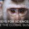 The Transnational World of Primate Testing | 101 East Documentary